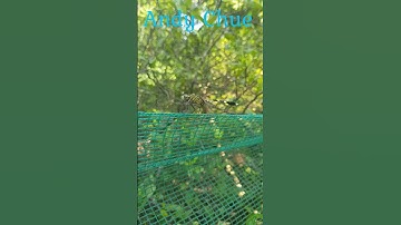 Con chuồn chuồn ngô