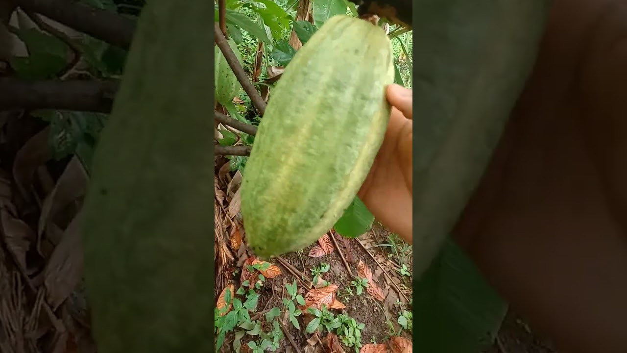 Panen coklat dan pisang jantan guys