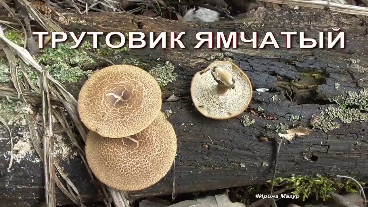 Обзор леса в конце мая. Трутовики серно-желтый и ямчатый.