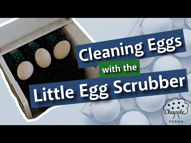 Cleaning eegs with the Little Egg Scrubber 