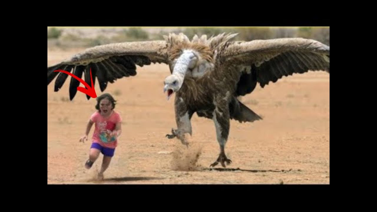 Čeho Jsou Draví Ptáci Schopni Ve Vzteku