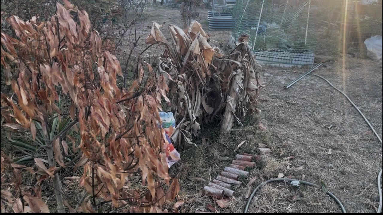 Ущерб от замерзания во время зимних морозов во Флориде!