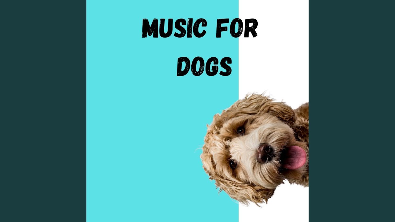 Calm Pets Music Academy