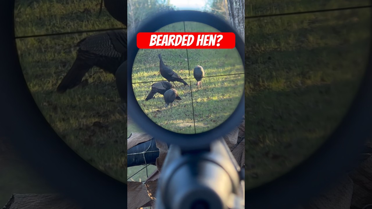 Is that a Bearded Hen? 