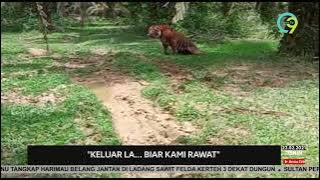 HARIMAU BELANG |  'Keluar La... Biar Kami Rawat'