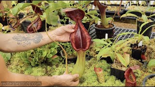 August Highland Nepenthes Greenhouse Tour
