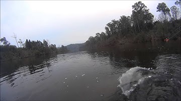 Murray Cod on surface - First Sony action cam session