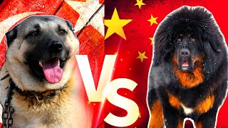 Turkish Kangal Vs Tibetan Mastiff Tibet Mastifi Vs Kangal Köpekleri Dog #kangal #tibetmastifi #köpek