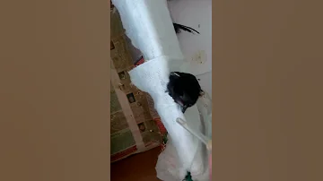 Стриж пьет воду