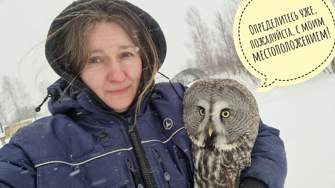 Идём с совой сквозь вьюгу и метель. Неясыть Кофи сдувает в вольере ...