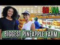 PINEAPPLE FARM IN GHANA EXPORTING 350,000 PINEAPPLES A MONTH! |  Agriculture in Ghana