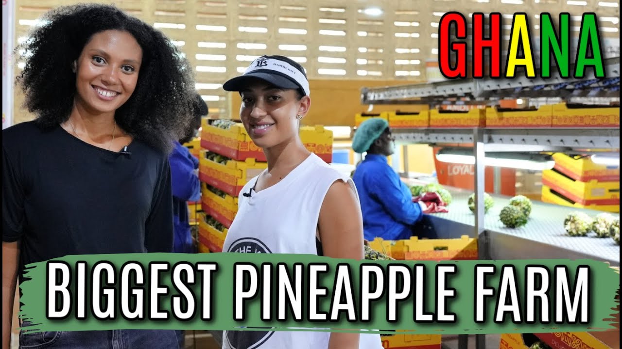 PINEAPPLE FARM IN GHANA EXPORTING 350,000 PINEAPPLES A MONTH