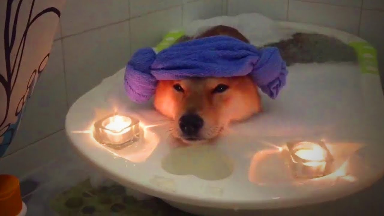 Spa for Pets 🐩🐾 Pet Relaxing Therapy (Part 2) [Funny Pets] YouTube