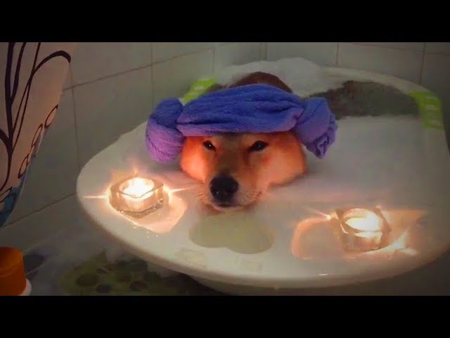 Spa for Pets  Pet Relaxing Therapy (Part 2) [Funny Pets]