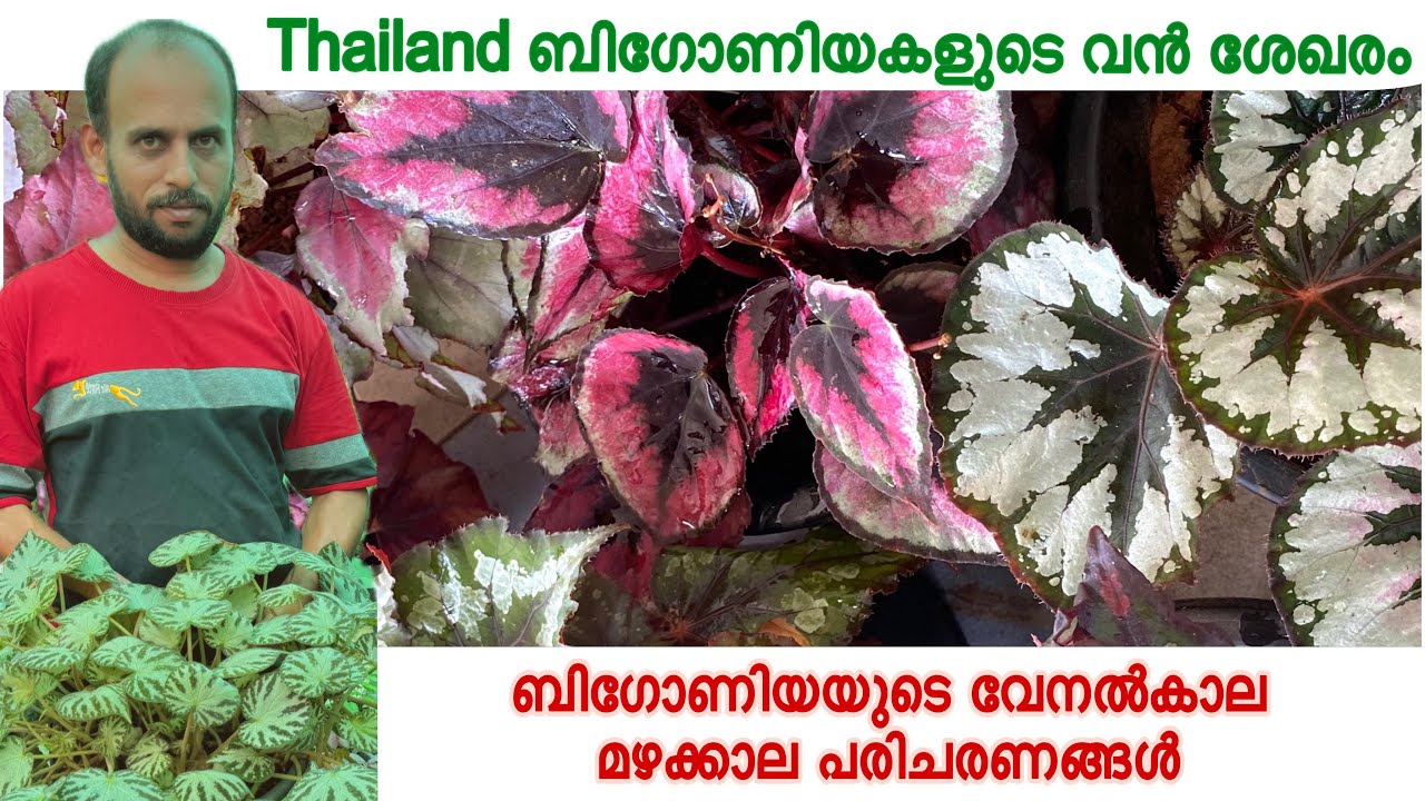 ബിഗോണിയയുടെ സർവകലാശാല ശരീഫകായോ ടൊപ്പം | Thailand 🇹🇭 Begonia’s Rare Collection