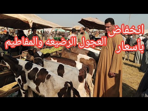 انخفاض ملحوظ باسعار العجول الرضيعه والمفاطيم بارضيه السوق وعزوف المربين عن البقري