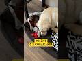 Пост в комментариях 👇🏻 Артикул на лечебную мазь для лап 👉🏻 271212407 #уходзасобакой #собака