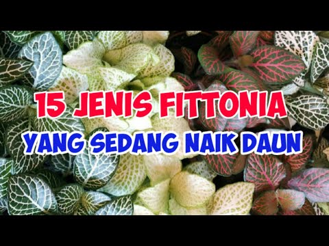 Video: Fittonia (46 Foto): Merawat Bunga Di Rumah, Jenis Fittonia 