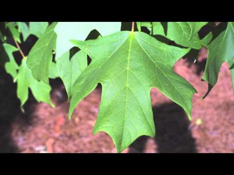 Sugar Maple Trees - Good For Syrup, Vibrant Foliage and H20