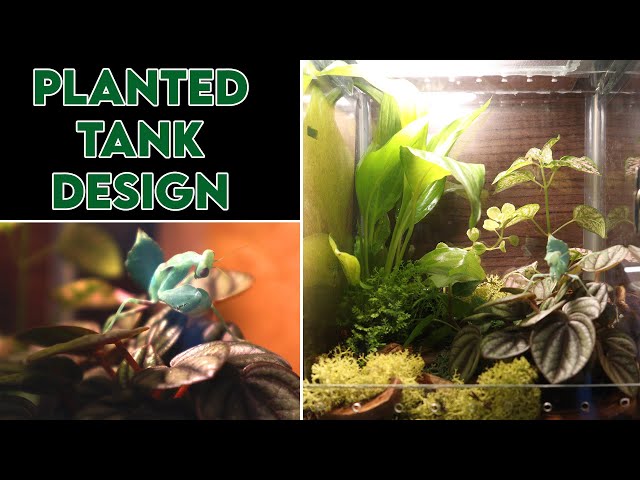 Making a Planted Vivarium for a Mantis [DESIGN] class=