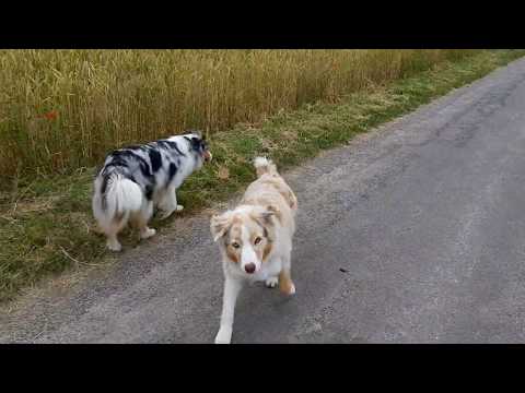 Video: So Trainieren Sie Ihren Hund Im Freien