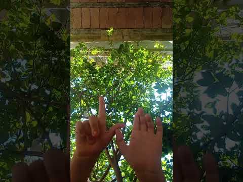 عامل حالك مش عرفان طيب أوك ماشي يغالي إذا هيك الحلوة بتتصرف شكل واحد عذبني