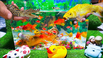 Con Cá Sấu Con Dễ Thương, Baba Con, Cá Hùng Vỹ, Cá Koi, Video Động Vật Dễ Thương