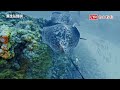 暴雨過後  澎湖珍稀海洋生物紛紛現身「全都錄」