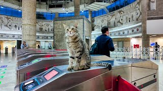 A cat at a subway ticket gate runs anxiously to a passenger stuck in the automatic ticket gate