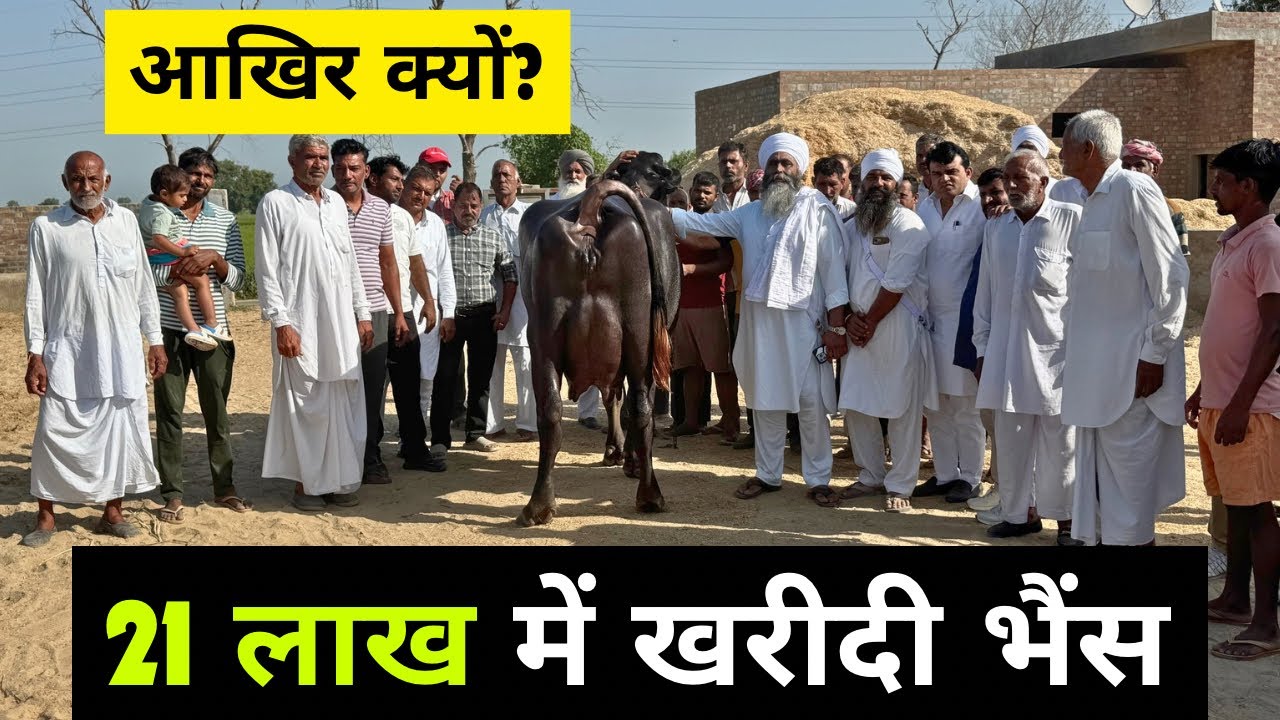 21 लाख की भैंस - गुरूवाली फार्म बाबा जी ने खरीदी इतनी महंगी भैंस - आखिर क्या थी वजह 