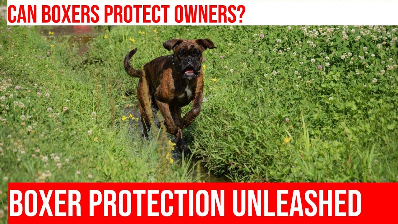 Train Your Boxer for Protection: Tips & Techniques - YouTube