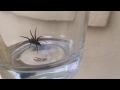 Farewell Polly the Parson Spider!