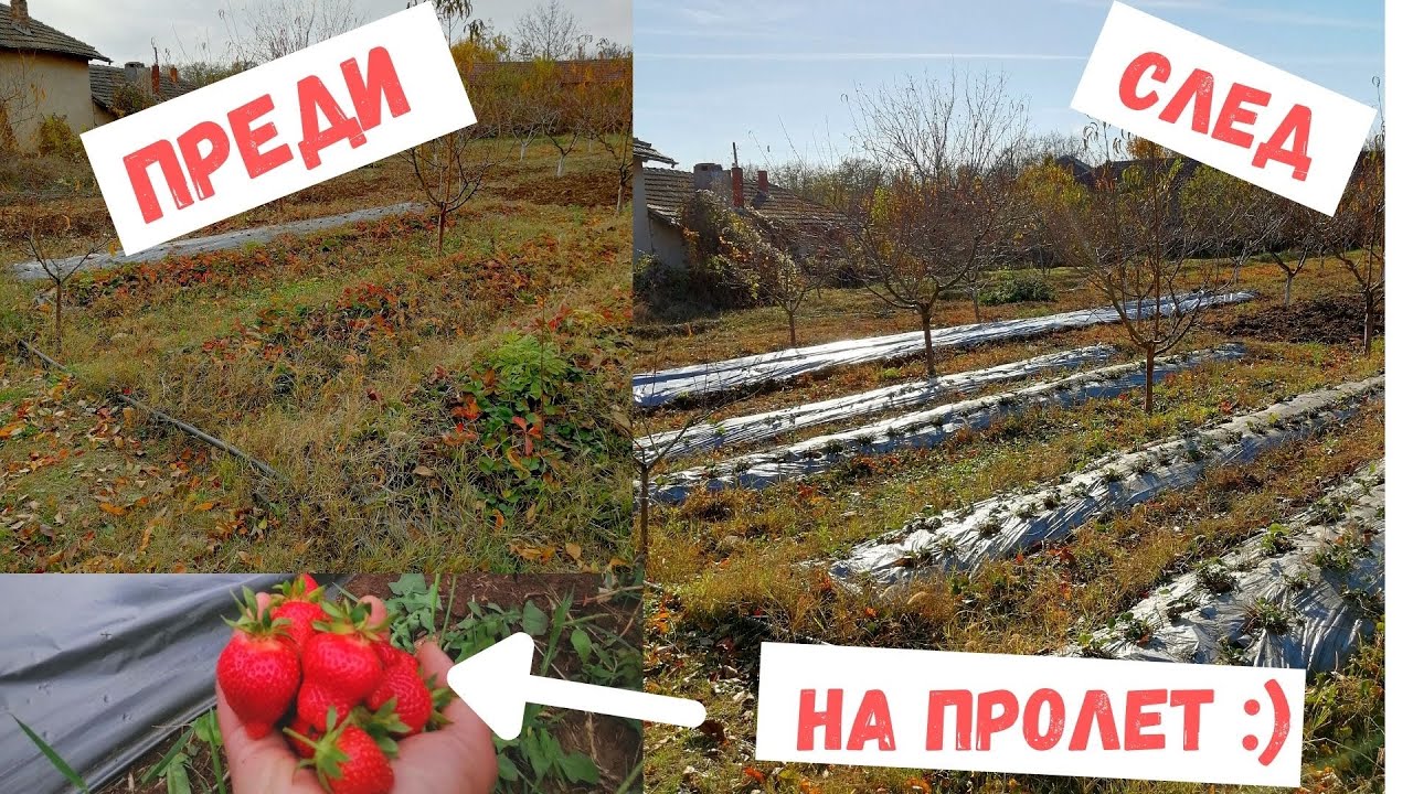Почистване на насаждение с ЯГОДИ преди зимата + пресяване на разсад.