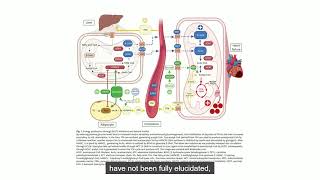 SGLT2 Inhibitors and Ketone Metabolism in Heart Failure