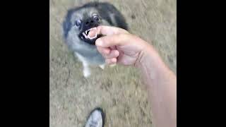Little Nikita is not so cute…Ferocious Pomeranian
He’s all cute a fluff until he gets into attack mode. You gots to protect the McNuggets!! Little Nikita is not so cute…Ferocious Pomeranian