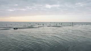 Dozens of Seagulls Take Off at Once When Dog Runs In! 🐶🕊️ (Epic Beach Moment)