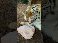 Sonidos que hace un Tigre y León al comer