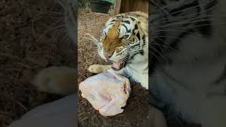 Sonidos que hace un Tigre y León al comer