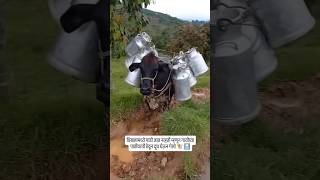 कसा आहे शेतकऱ्याचा जुगाड / नाद नाई करायचा शेतकऱ्याचा / brand फक्त शेतकरी / #शेतकरी #shetkari#farming