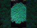 3D Game of Life — 3D Cellular Automata #Shorts