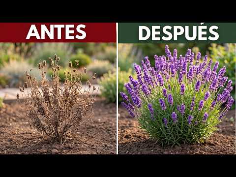 5 secretos para cultivar lavanda que nunca muere (incluso si te olvidas de ella)