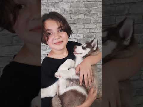 Хаски ЗЕВС ||