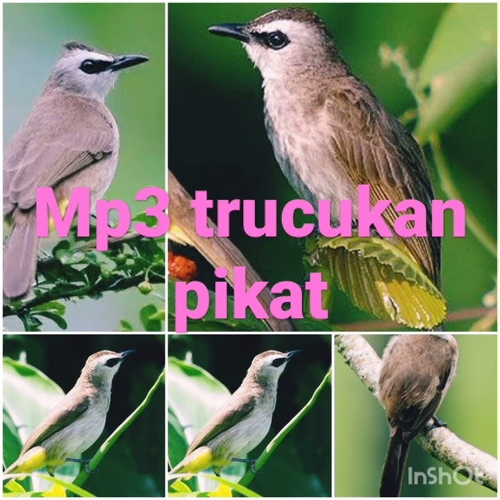 Mp3 trucukan pikat