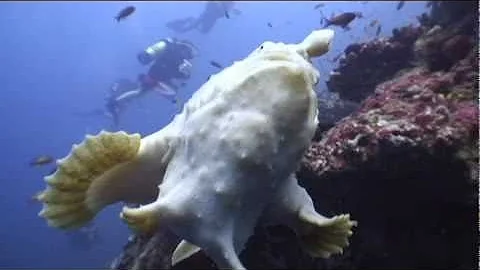 Frogfish Attacks Diver