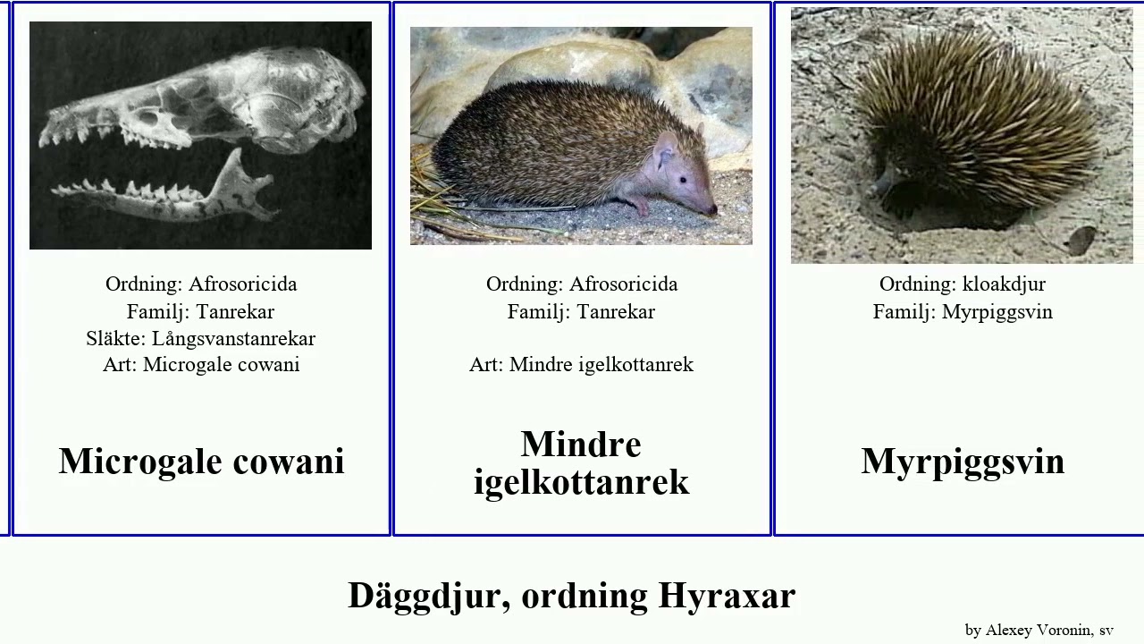 Däggdjur, ordning Hyraxar tupaia sengångare mammal tana dorsalis pygmaeus javanica longipes Sydlig