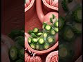How Bitter Gourd Controls Blood Sugar | Inside Body 3D Animation #glucoselevels #glycemia #glucose
