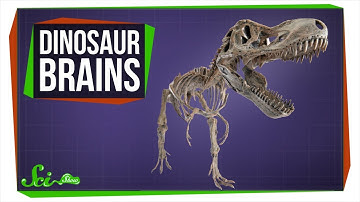 Where Are All the Dinosaur Brains?