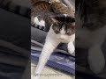 くつろぐ猫さん達