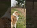 Tierbedarf einfach &amp; schnell – DeinTierbedarf.com