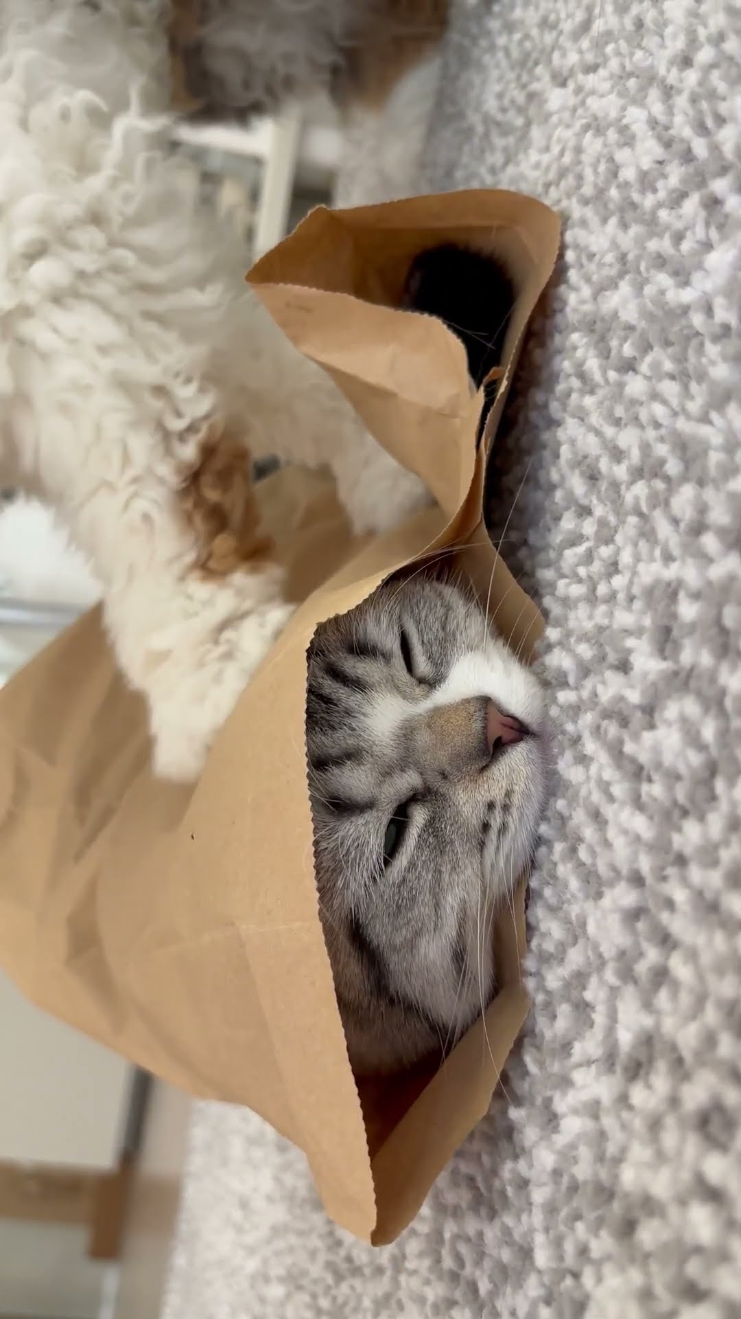 Cat Hides While Sibling Paws At Packaging || ViralHog